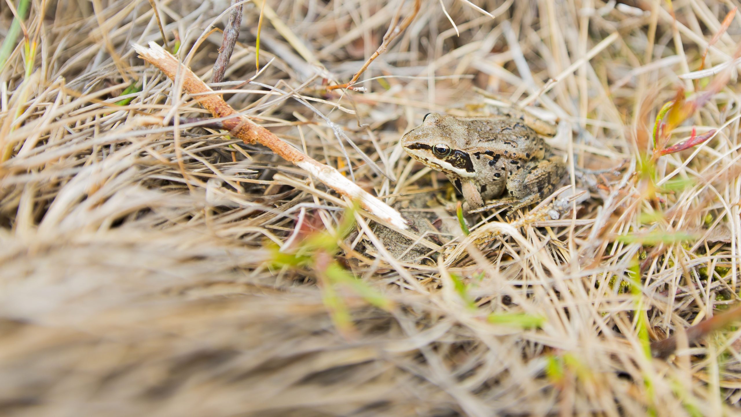 wood-frog-in-winter