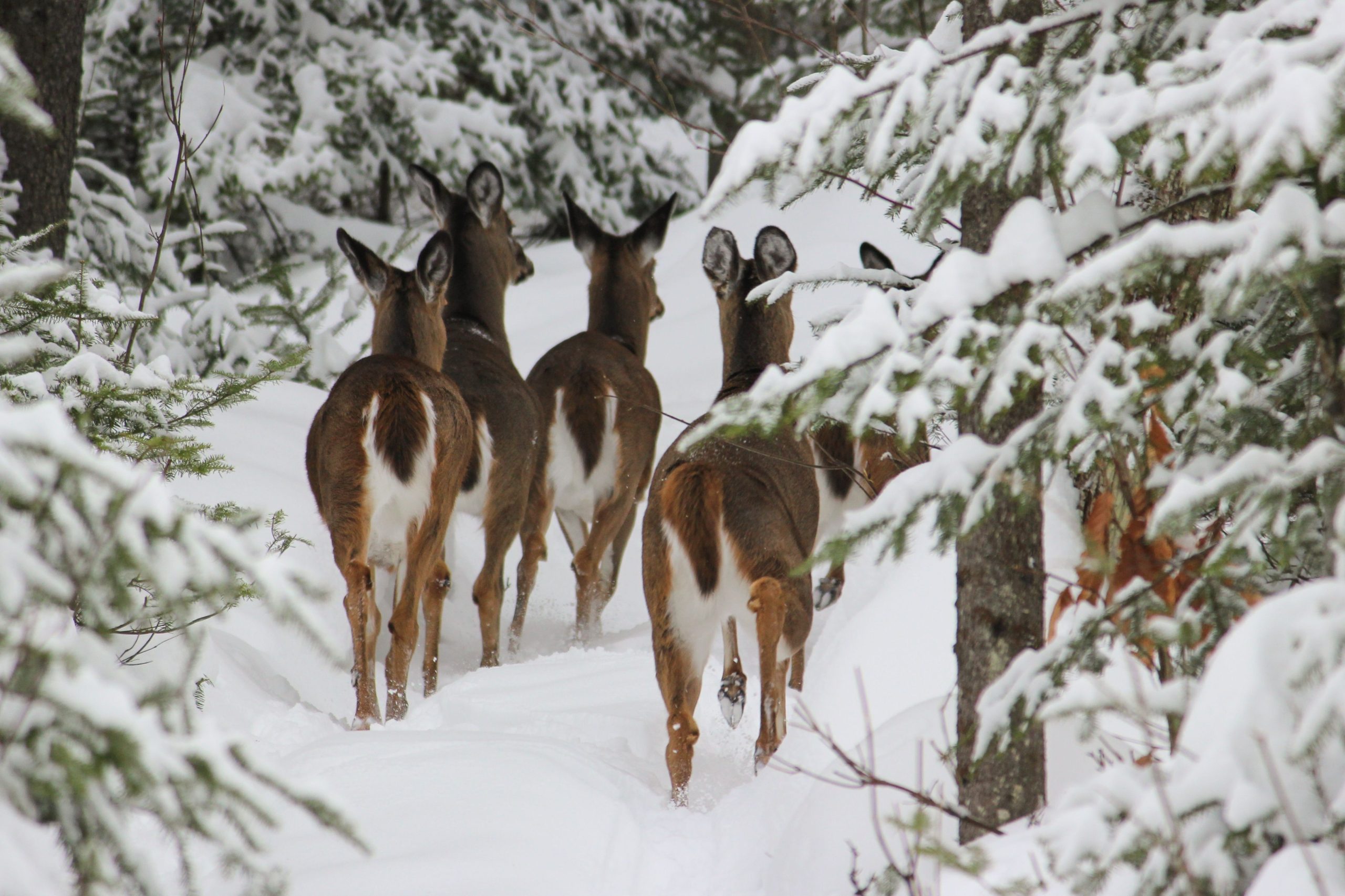 Group of deer standing in the forest