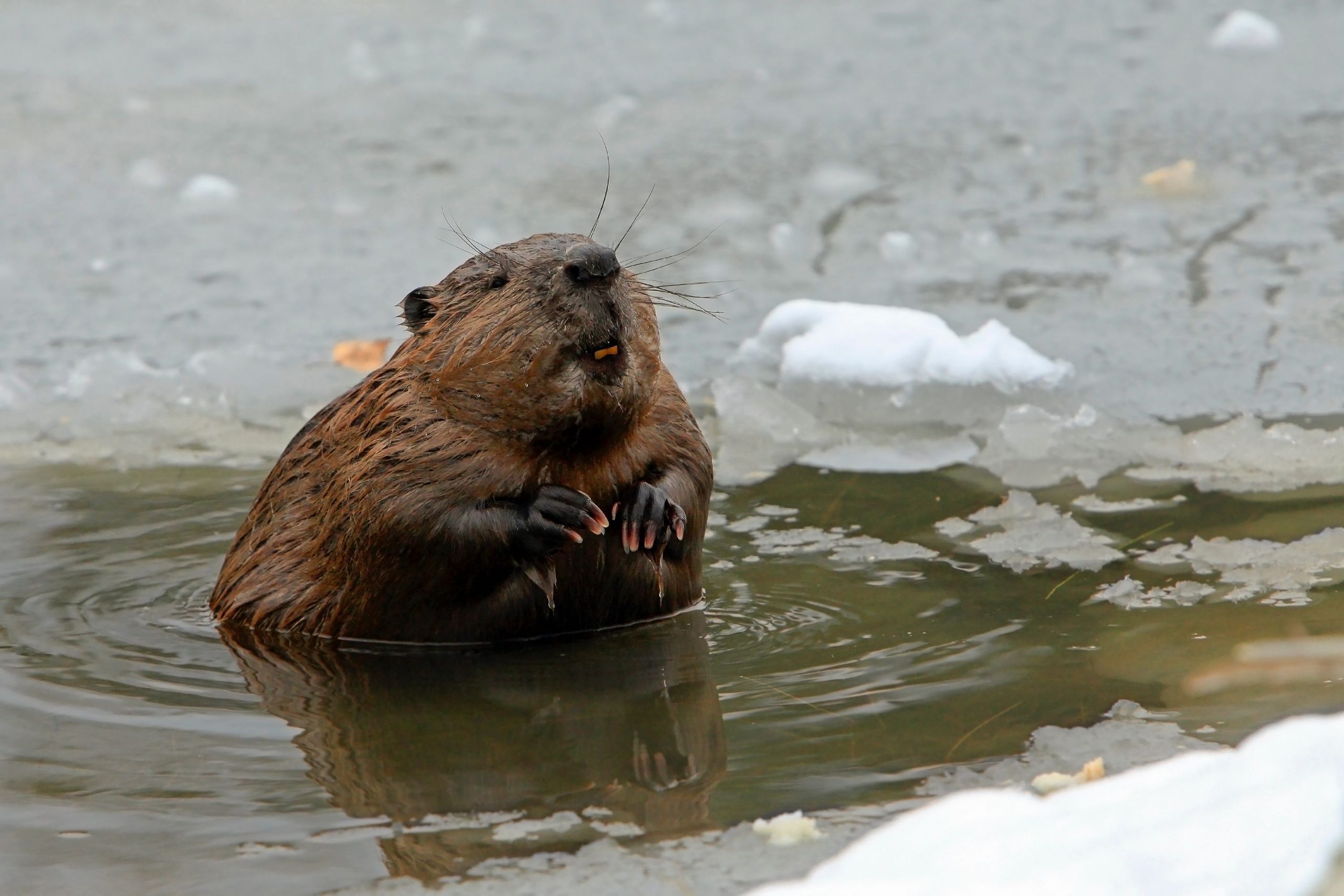 closeup of an adult beaver swims in the frozen lake in winter