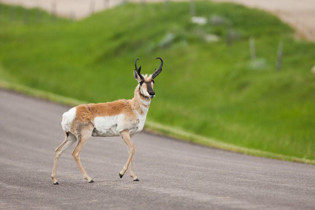Male pronghorn stands in middle of road