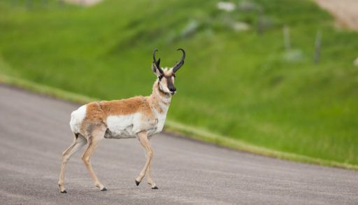 Male pronghorn stands in middle of road