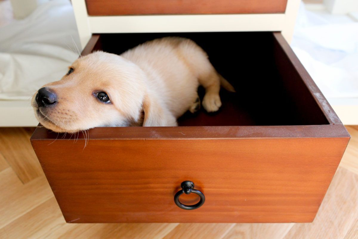 puppy in a drawer