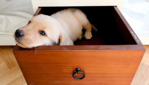 puppy in a drawer