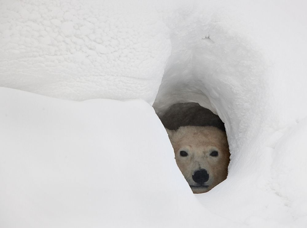 A polar bear looks out of a snow den