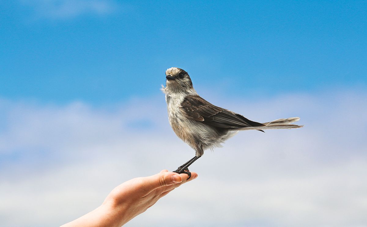 A bird perched on a hand