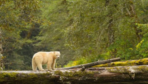 Spirit bear wandering the Great Bear Rainforest, B.C.