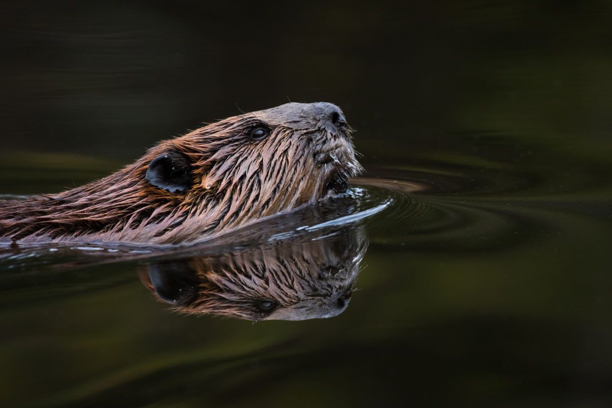 Beaver swimming in lake