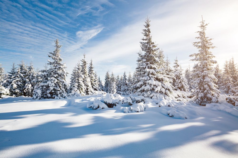 A forest after a snowfall with blue sky