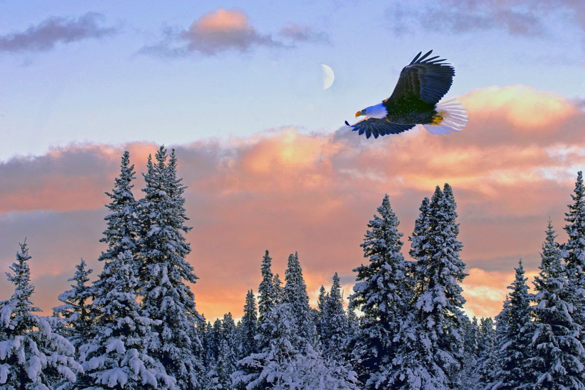 bald-eagle-flying-at-sunset-over-winter-forest