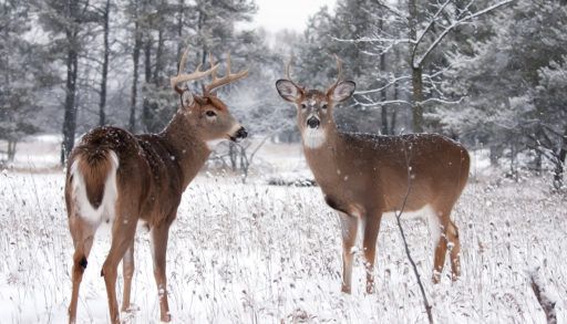 two-deer-in-winter