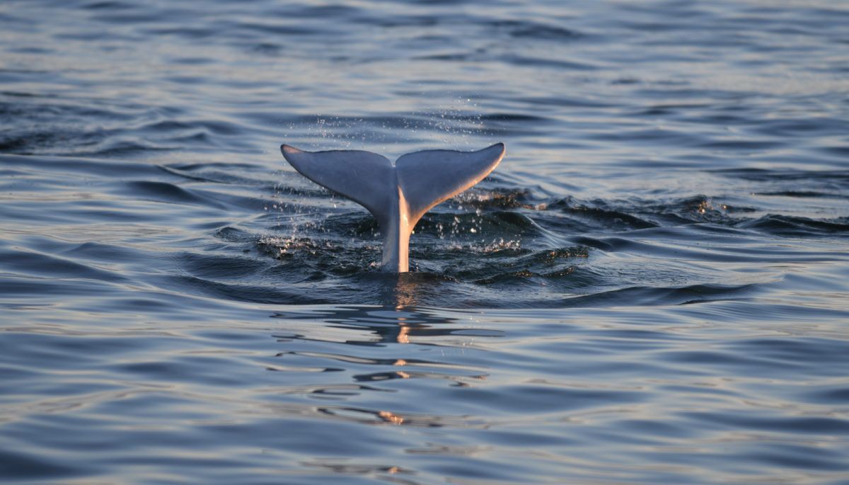 Tail of a beluga whale poking out of the water.
