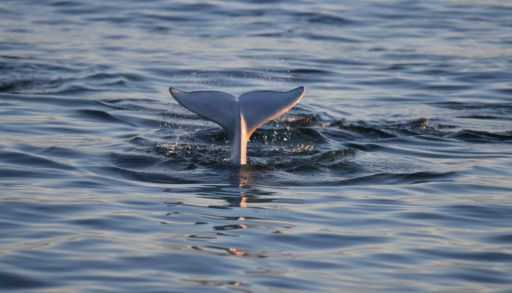 Tail of a beluga whale poking out of the water.