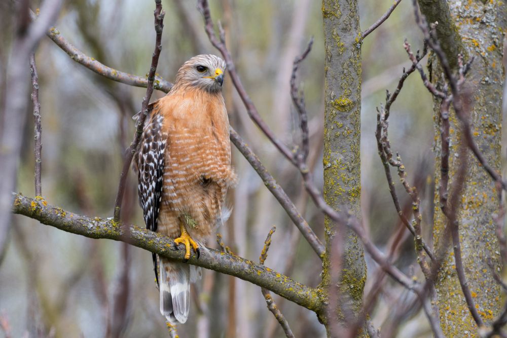 In the Christmas Bird Count you might see a red-shouldered Hawk like this perched in bare branches