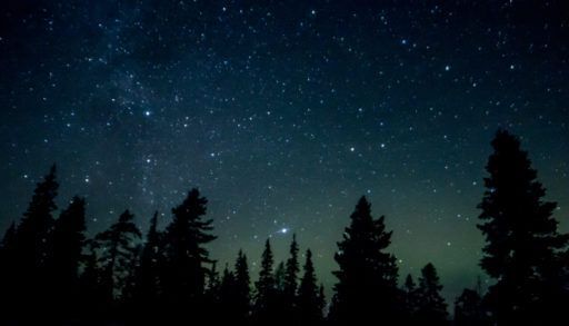 Silhouetted forest at night with the stars above.
