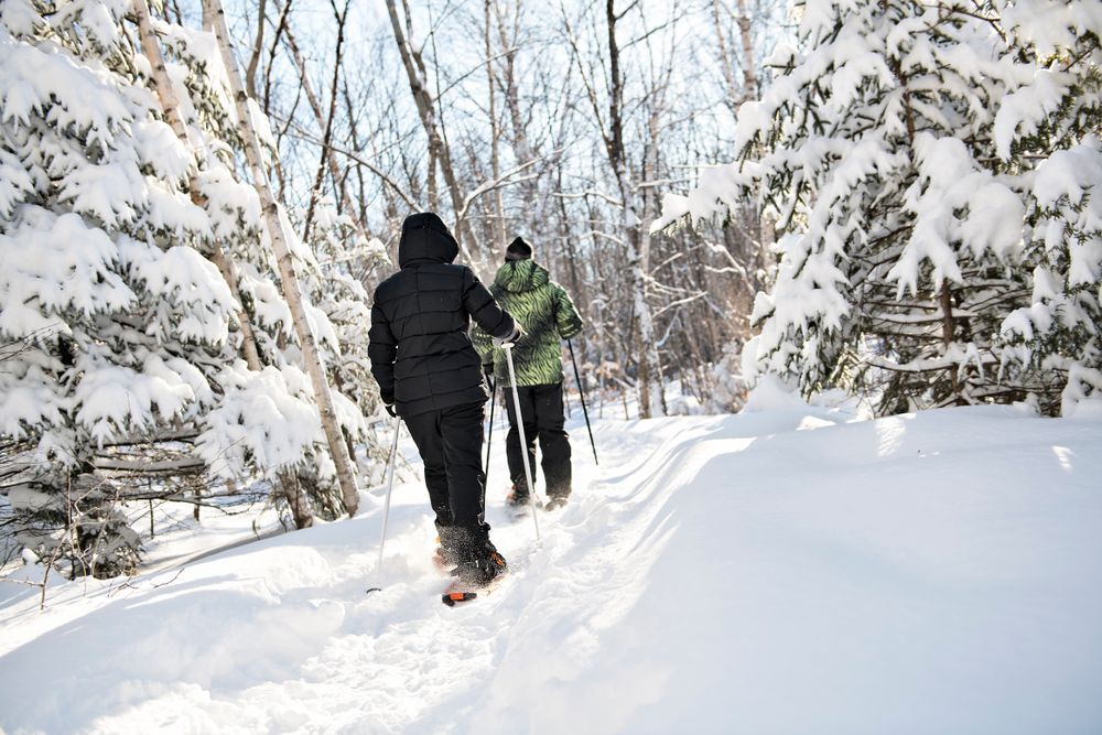 Two people snowshoeing through the woods, seen from the back