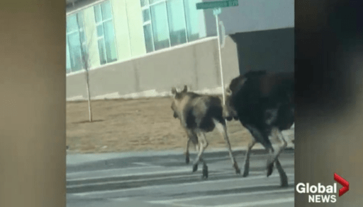 A screen shot of a video of two dogs chasing moose in Calgary