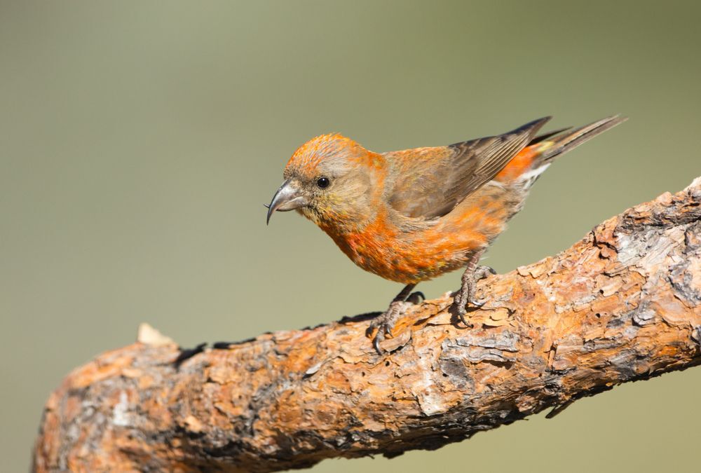 a-red-crossbill-bird-on-a-tree-branch