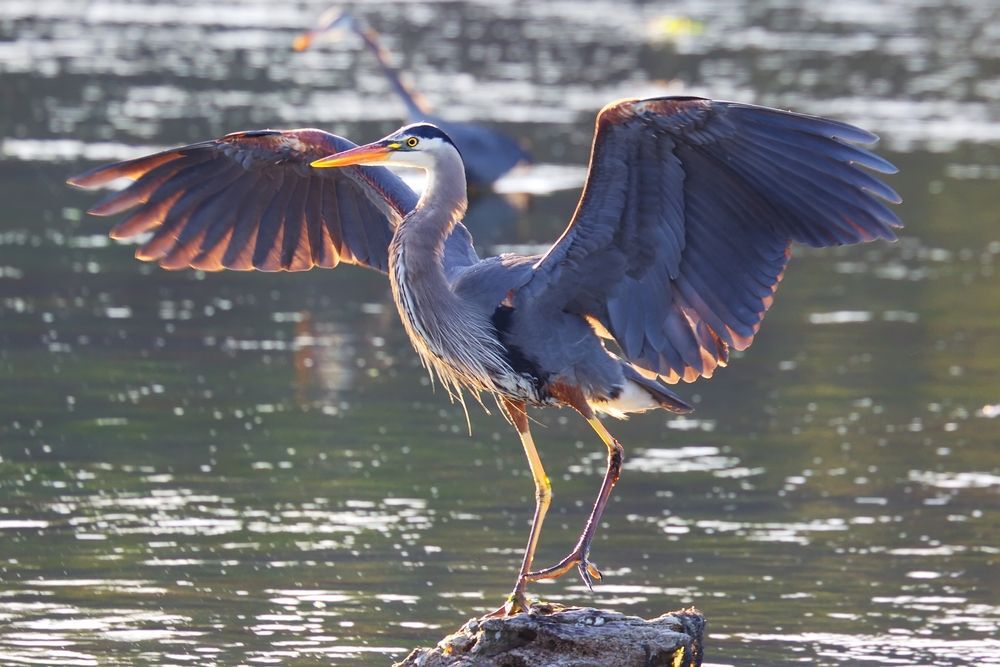 a-great-blue-heron-spreading-its-wings