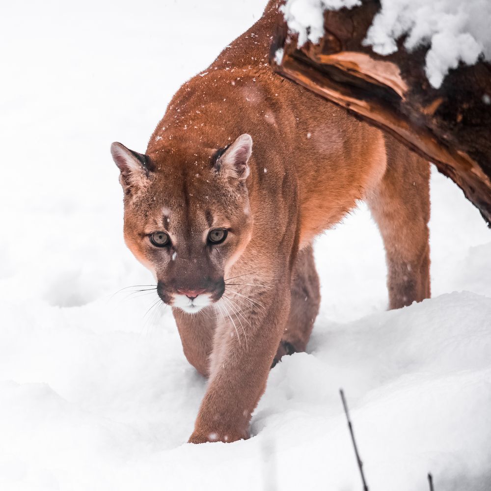cougar-in-the-snow-portrait