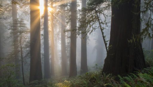Angel-like sunbeams shine upon ancient redwood tree forest of Northern California