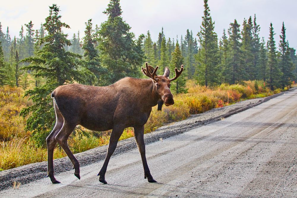 a-moose-crossing-the-road-in-Alaska