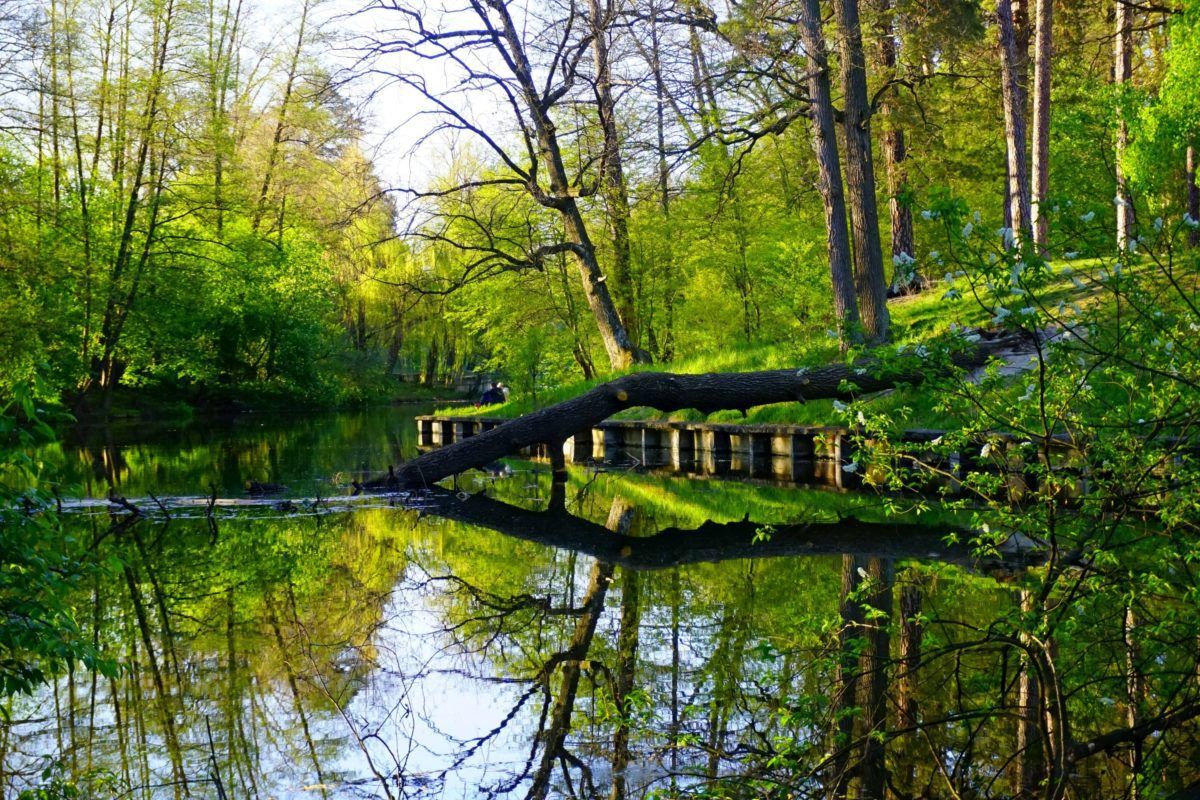A tree fallen into a lake in a forest.
