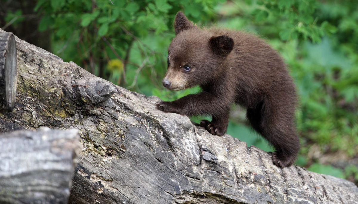Black bear cub