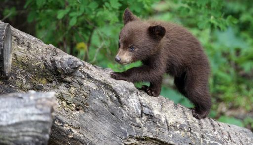 Black bear cub