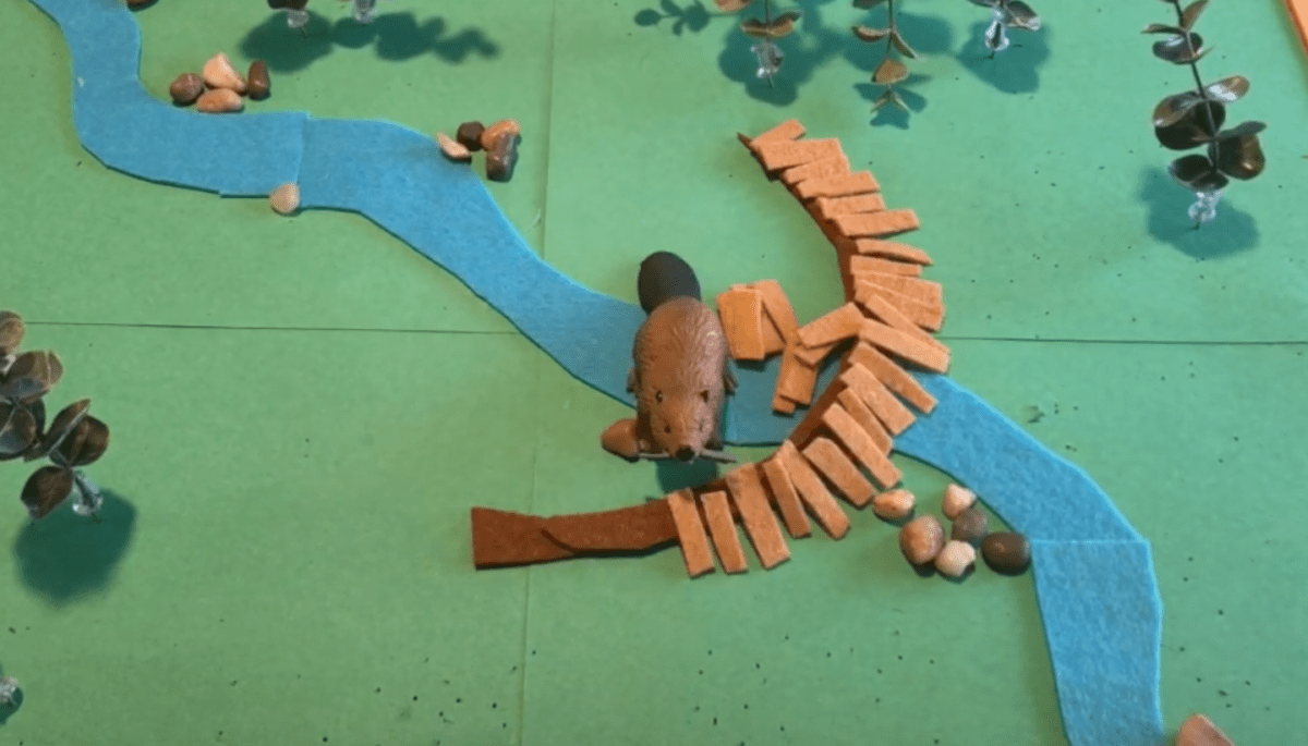 beaver building a dam to stop wildfire