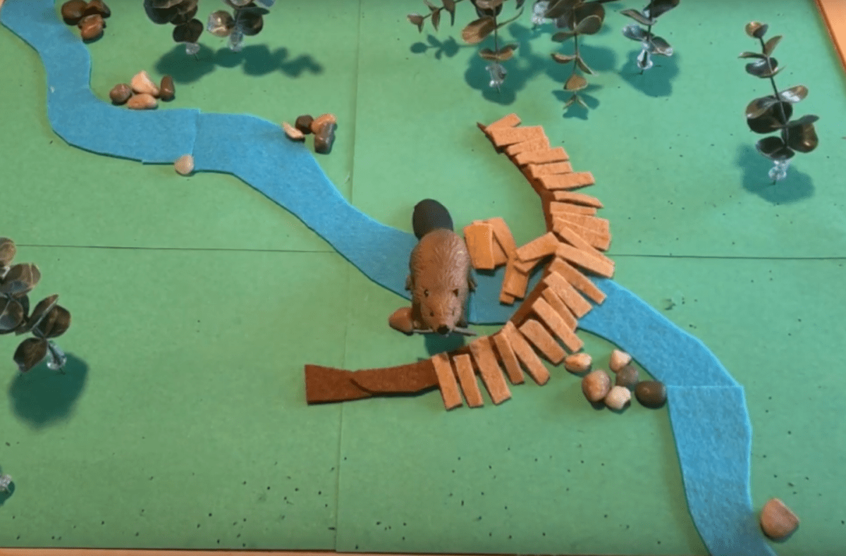 beaver building a dam to stop wildfire