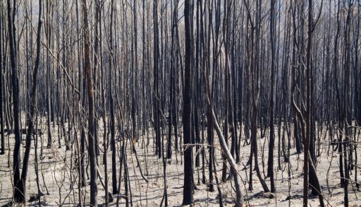 Aftermath of a fire, dead and blackened trees.