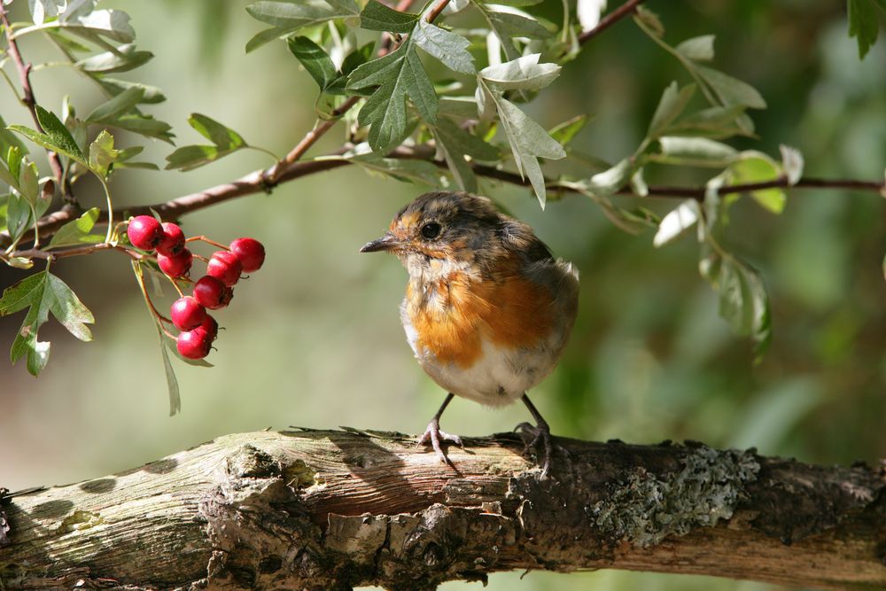 a-robin-on-a-branch-in-the-garden