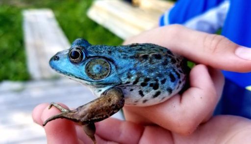 Blue frog missing the yellow pigment