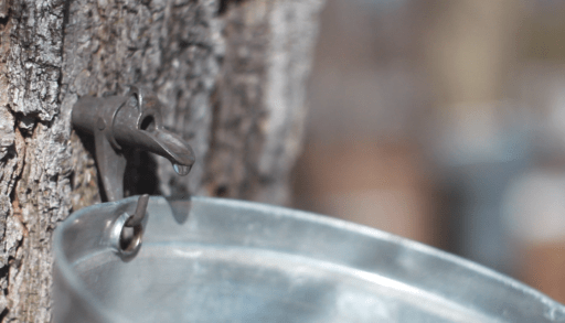 a-bucket-hooked-up-to-a-maple-tree-to-to-tap-the-maple-syrup