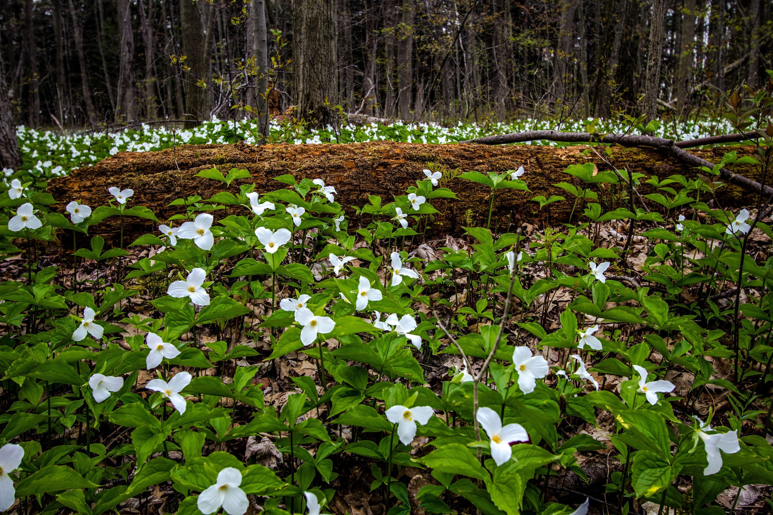 Return of the trilliums