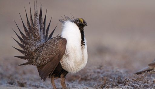 greater-sage-grouse