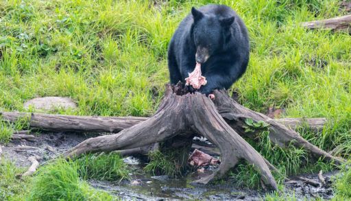 a-black-bear-eating-on-a-log-on-grass