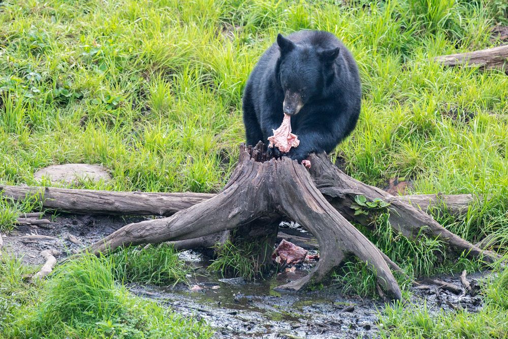 a-black-bear-eating-on-a-log-on-grass