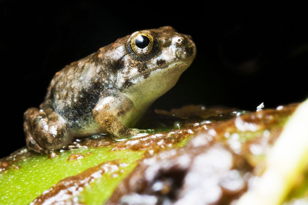 Macro close up baby frog with black background