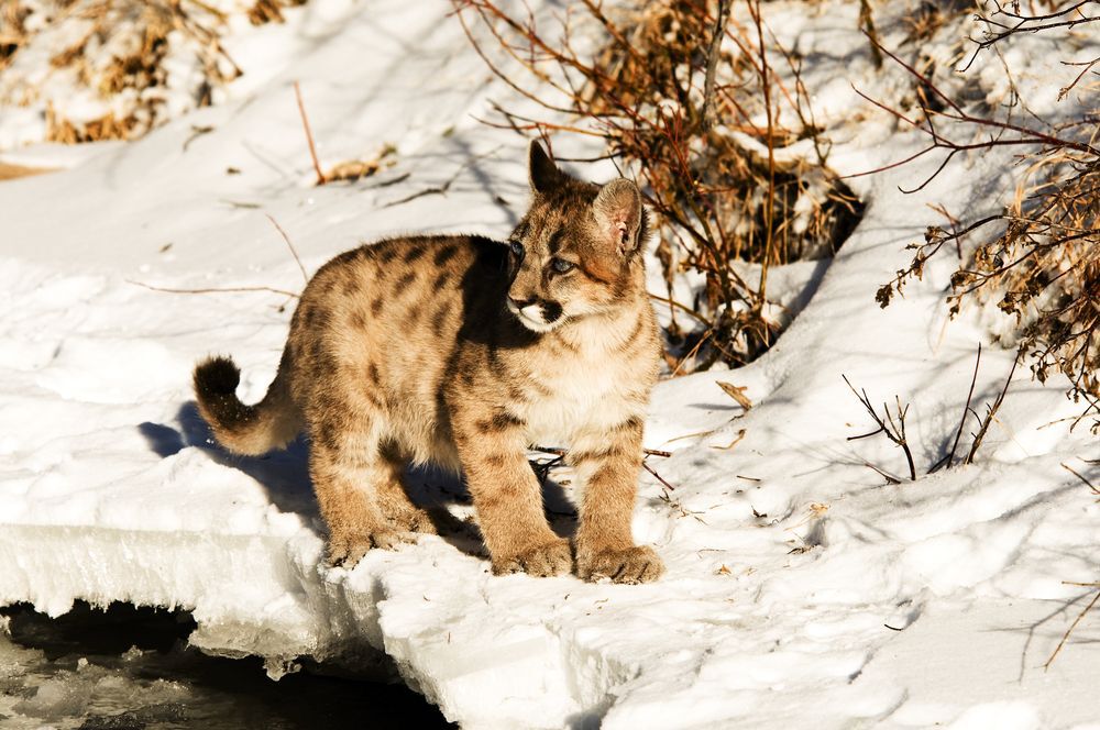 Baby Mountain Lion