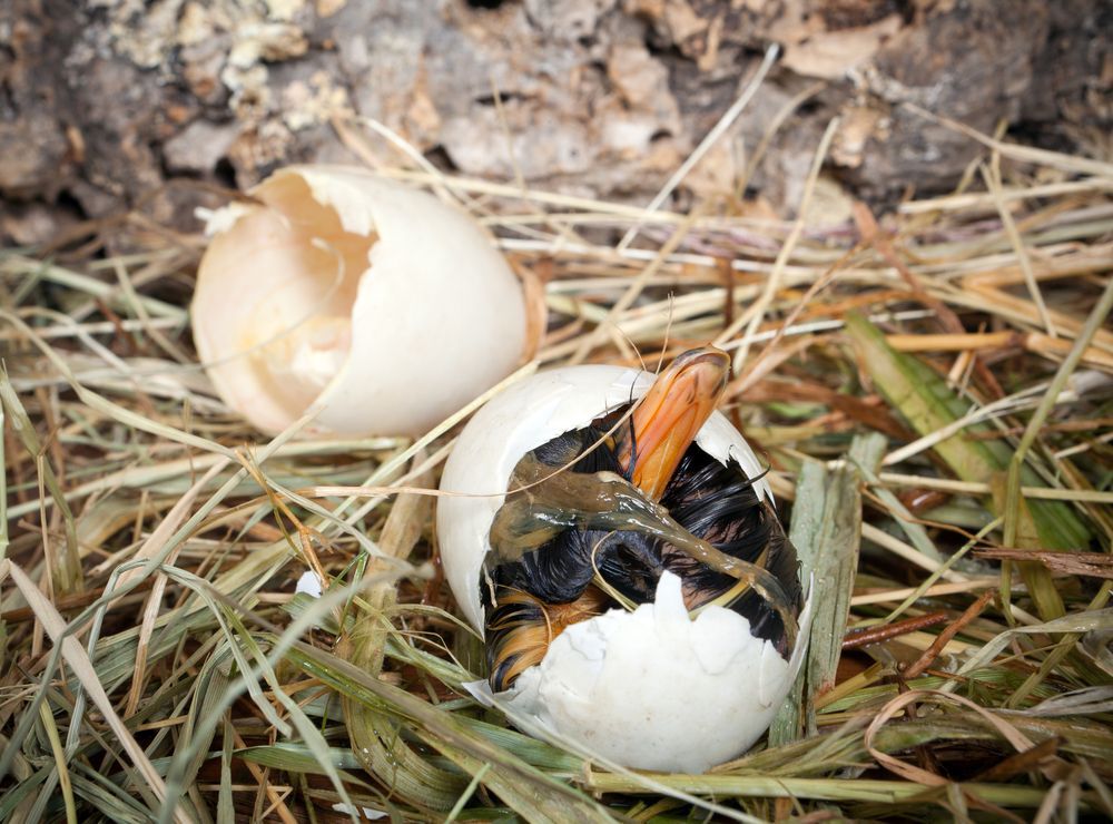 Baby duckling being born at hatching time