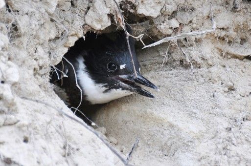 belted-kingfisher-peeks-out-from-its-burrowed-nest