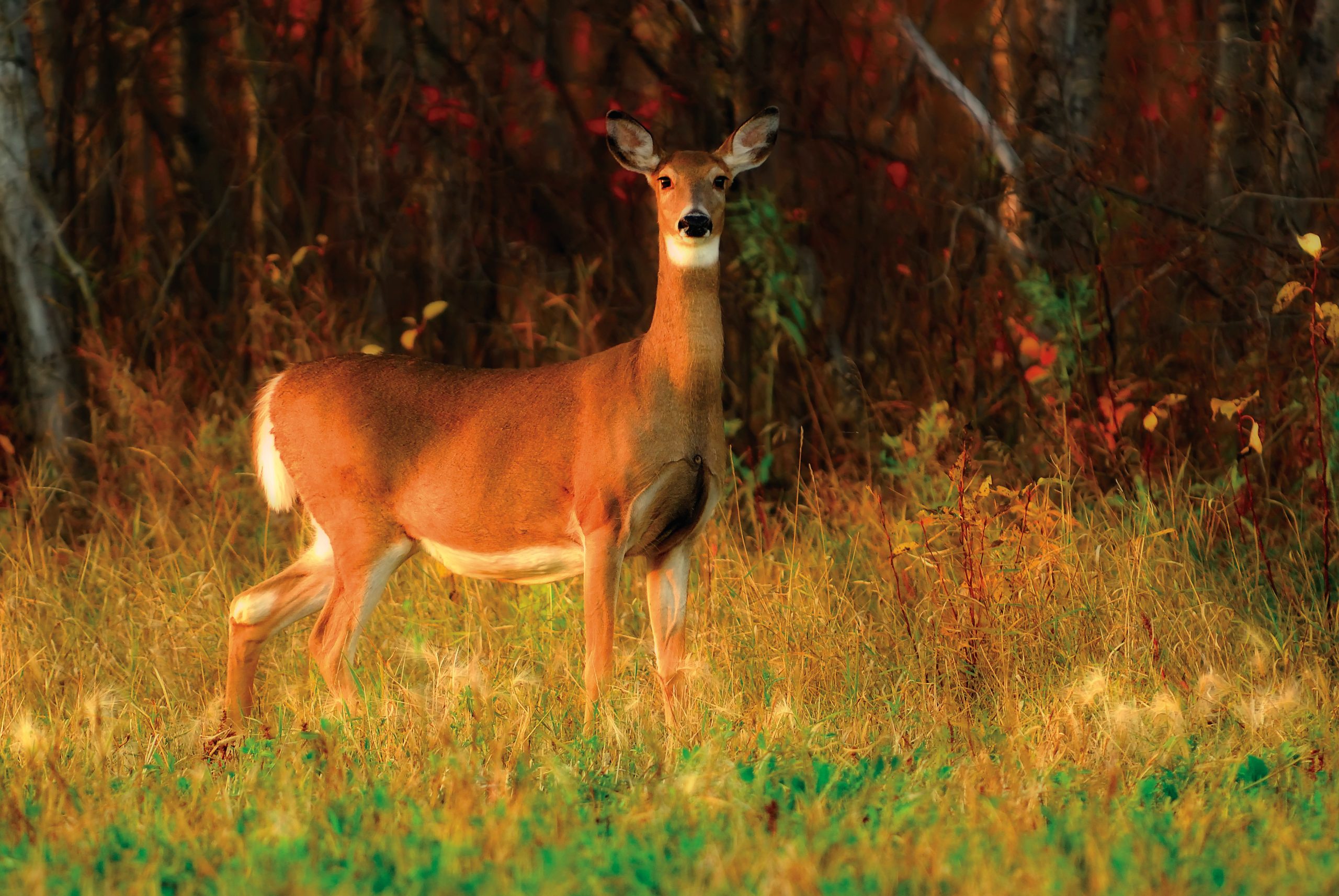 deer-in-the-grass-during-sunset
