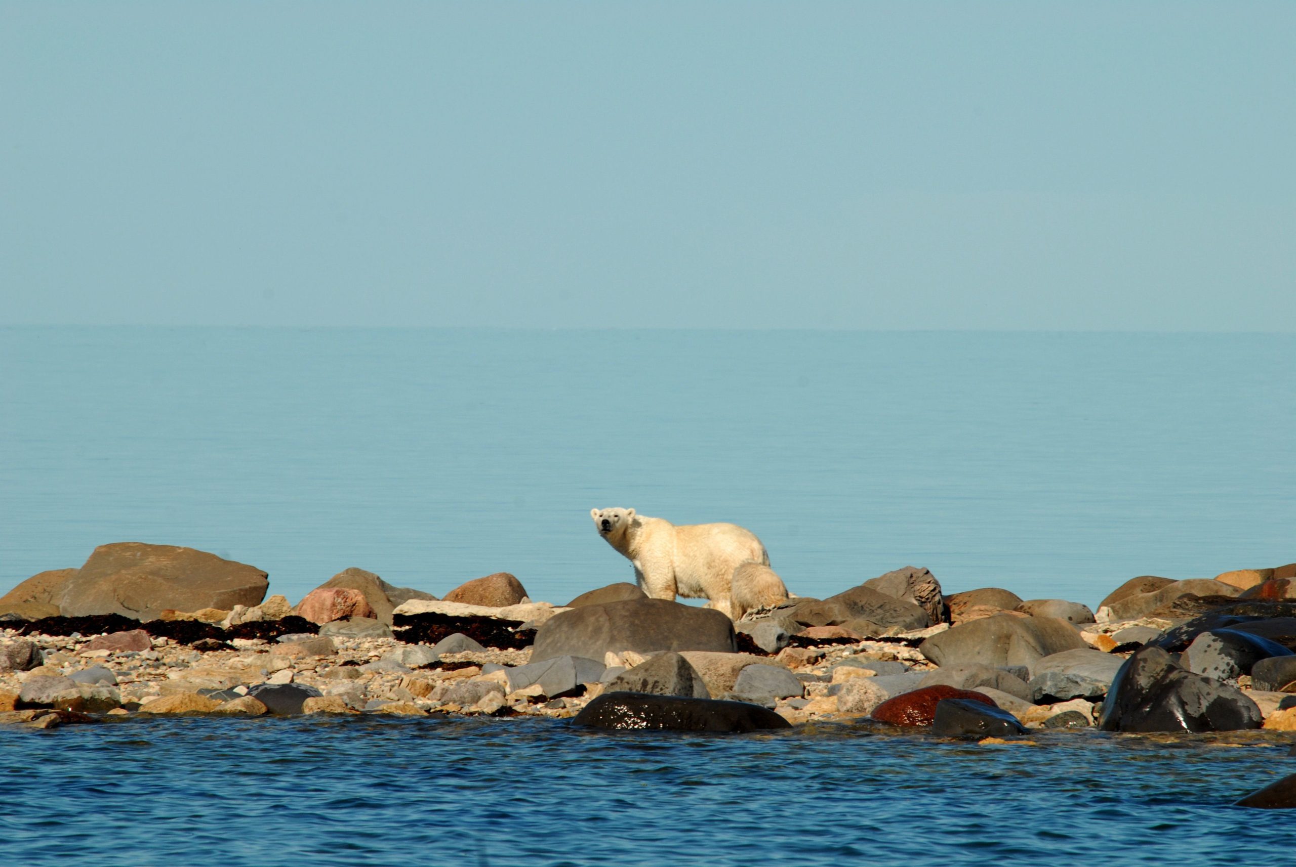 polar-bear-walks-along-a-rocky-shoreline