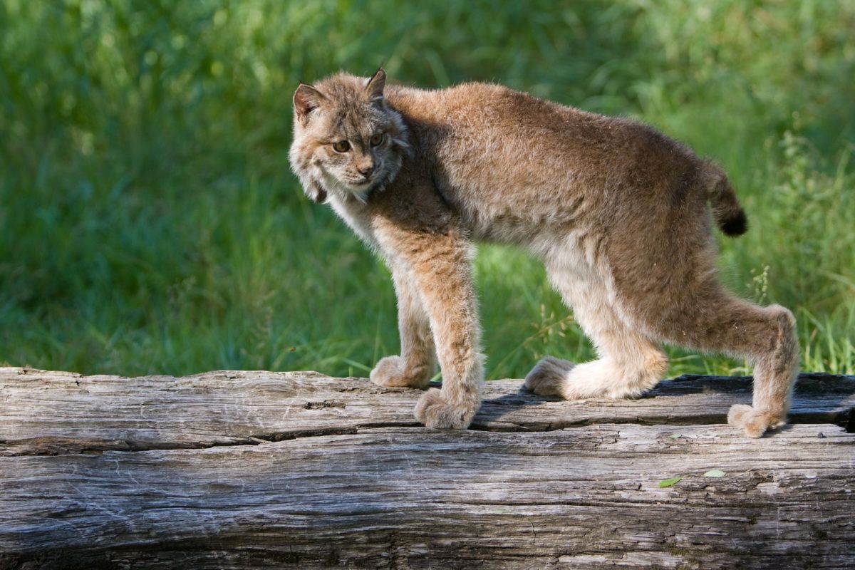 Canada Lynx