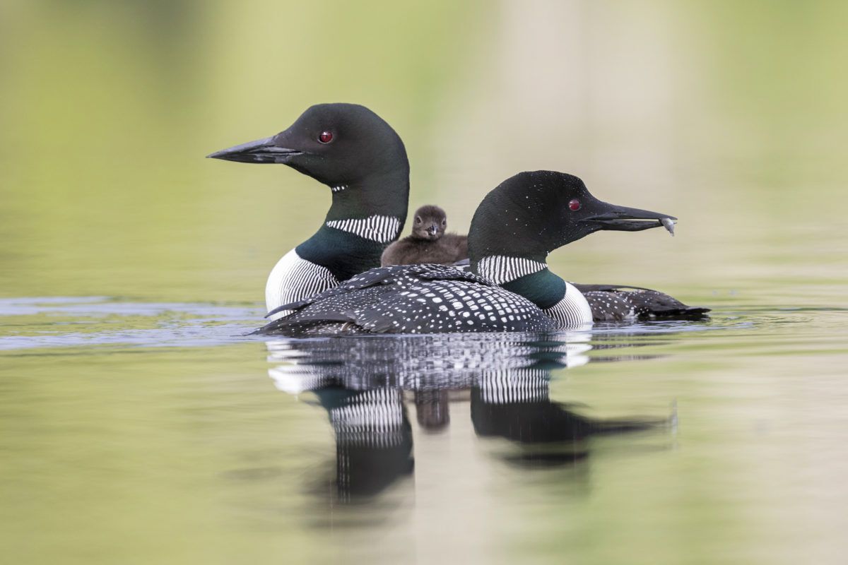 Common Loons