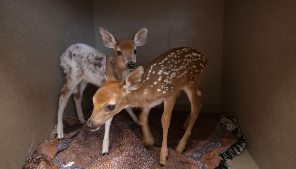 two-fawn-that-are-being-rehabilitated