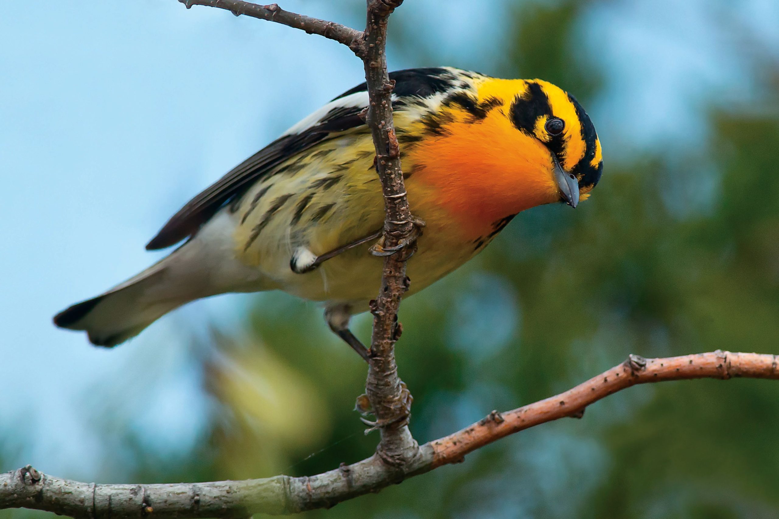 blackburnian-warbler-on-branch