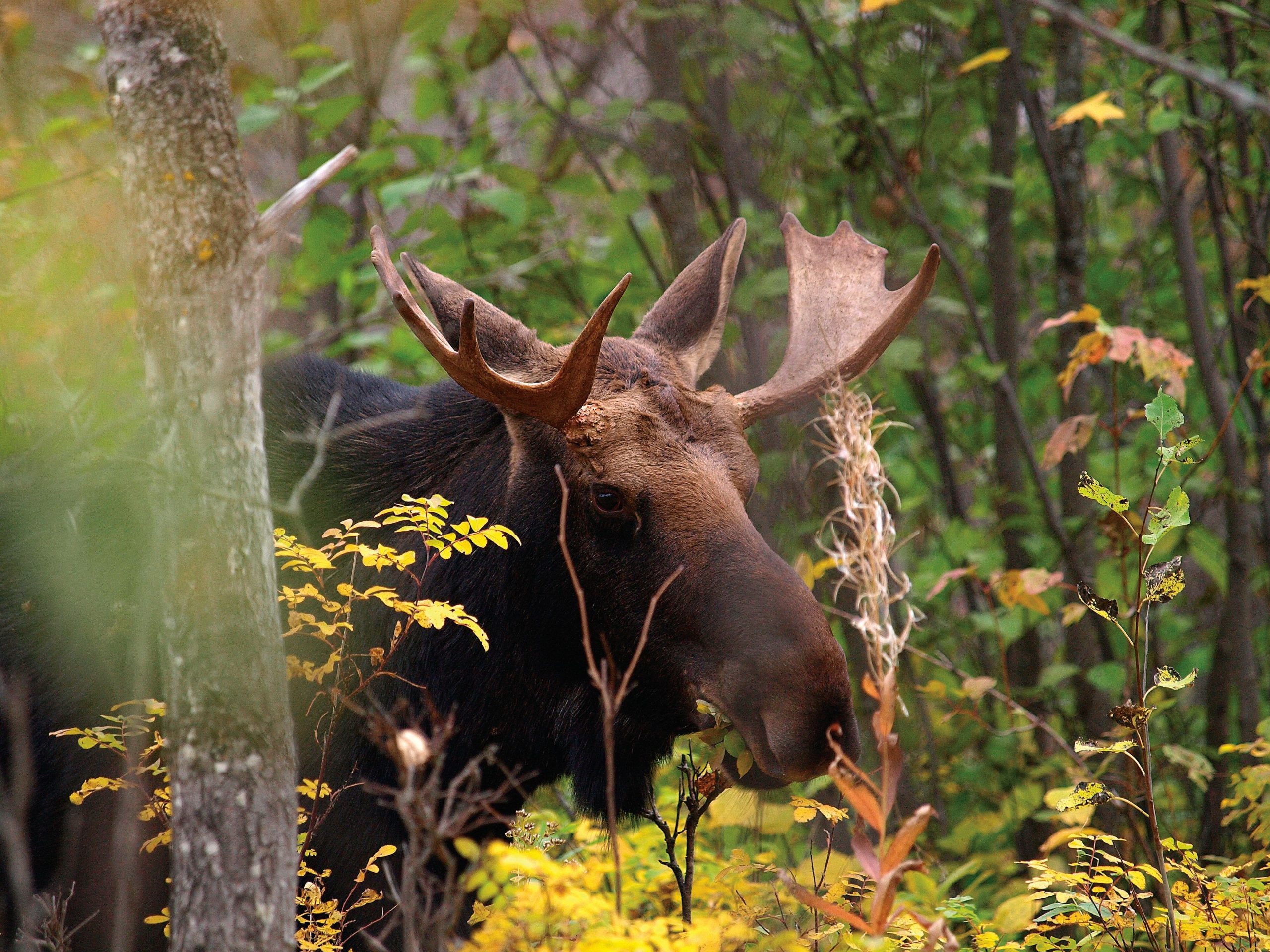 moose-in-between-trees