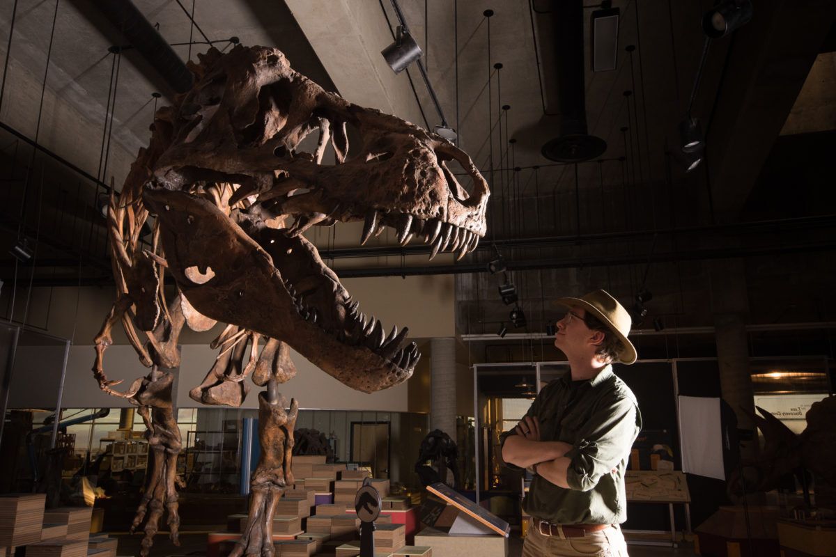 paleontologist-scott-persons-looking-at-the-skeleton-of-the-t.rex-scotty